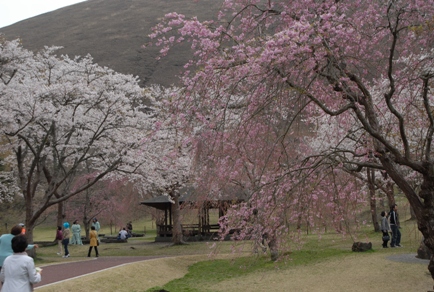 色々な種類の桜の木
